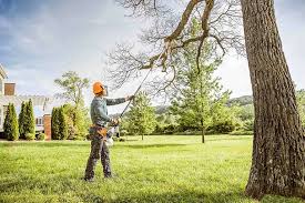 How Our Tree Care Process Works  in  Mebane, NC