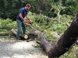 Professional Tree Services in Mebane, NC